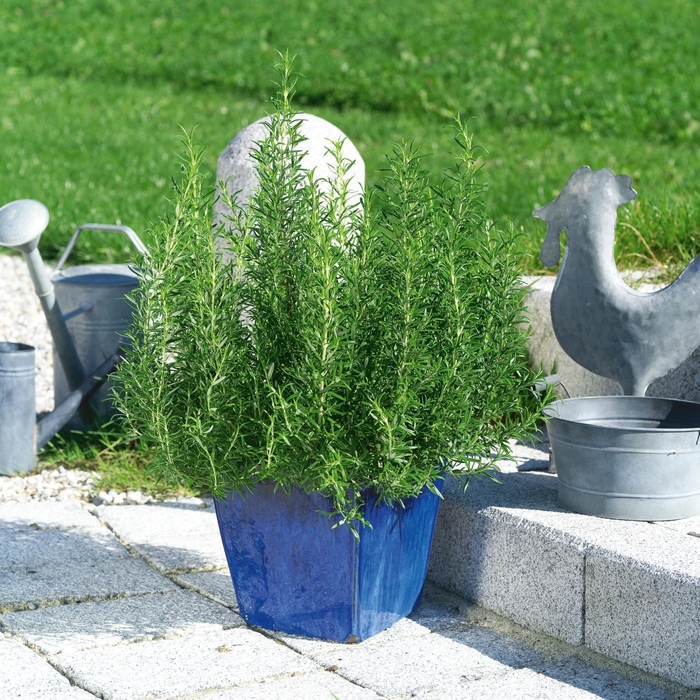 Upright Rosemary - Rosmarinus officinalis from 93 Nursery and Landscape Supply