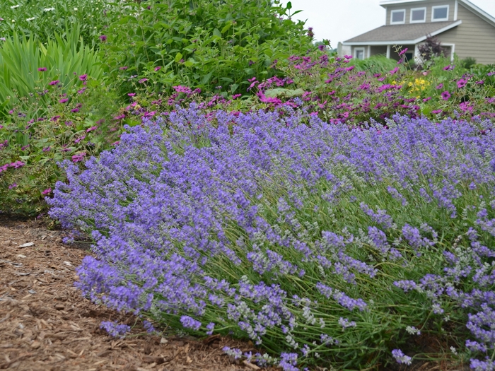 Lavender - Lavandula angustifolia from 93 Nursery and Landscape Supply