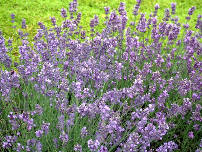 'Munstead' Lavender - Lavandula angustifolia from 93 Nursery and Landscape Supply