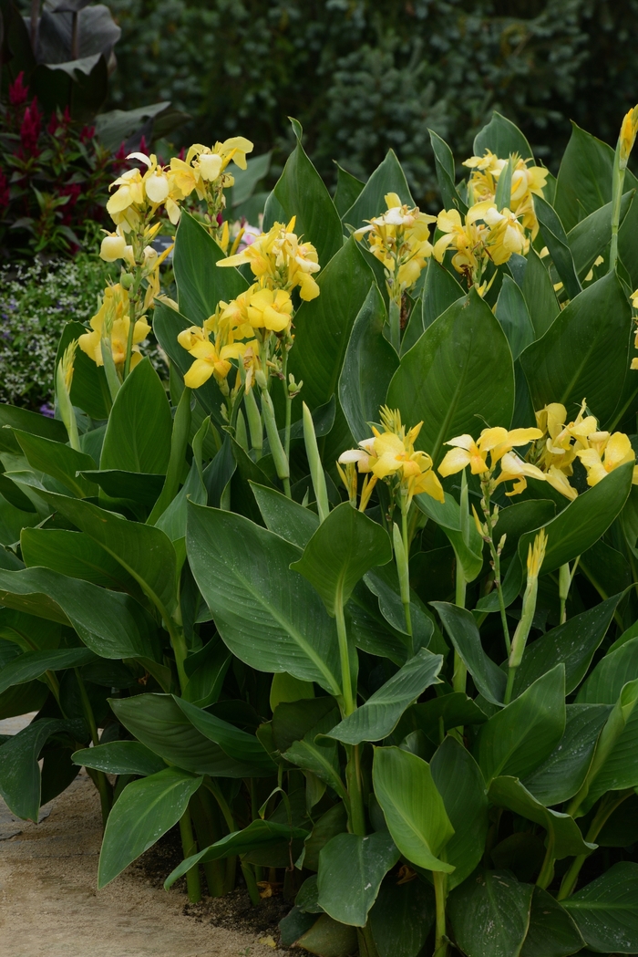 Cannova® 'Yellow' - Canna x generalis (Canna Lily) from 93 Nursery and Landscape Supply