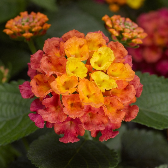 Bandana® 'Cherry' - Lantana camara from 93 Nursery and Landscape Supply