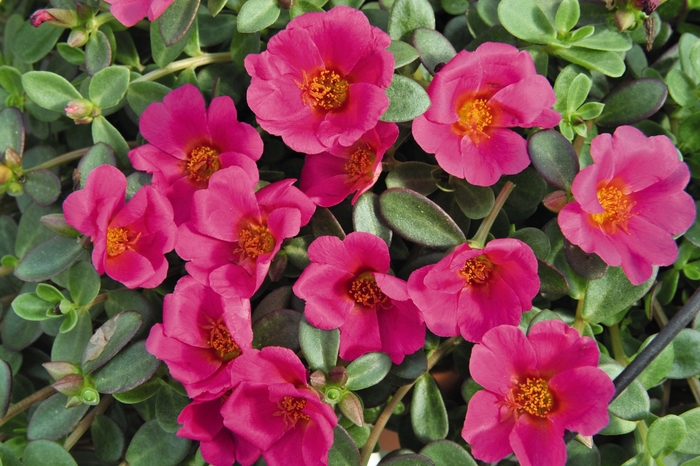 Cupcake 'Grape Jelly' - Portulaca oleracea (Purslane) from 93 Nursery and Landscape Supply