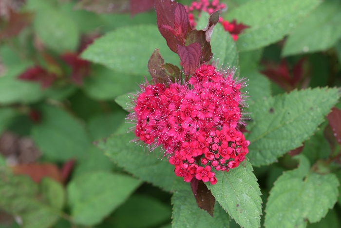 Double Play 'Doozie®' - Spiraea (Spirea) from 93 Nursery and Landscape Supply