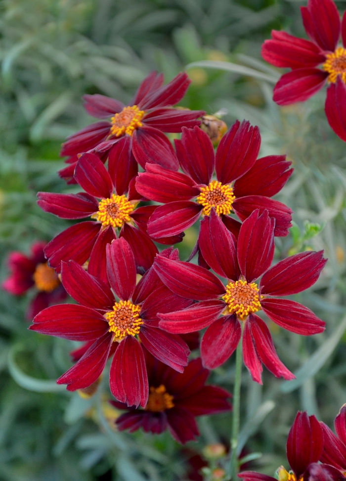 Permathread™ 'Red Satin' - Coreopsis from 93 Nursery and Landscape Supply