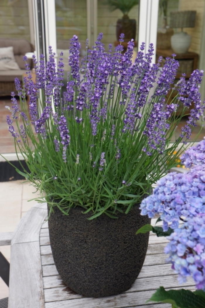 'Big Time Blue' English Lavender - Lavandula angustifolia from 93 Nursery and Landscape Supply