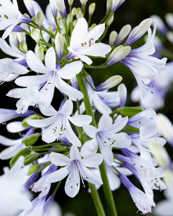 'Twister' African Lily - Agapanthus from 93 Nursery and Landscape Supply