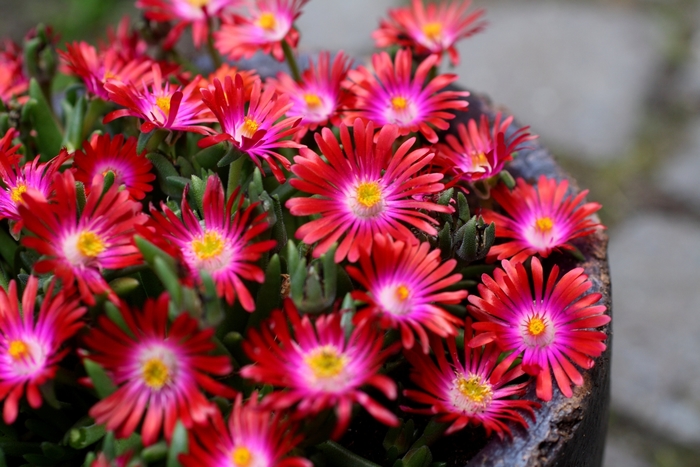 Jewel of Desert 'Garnet' - Delosperma (Ice Plant) from 93 Nursery and Landscape Supply