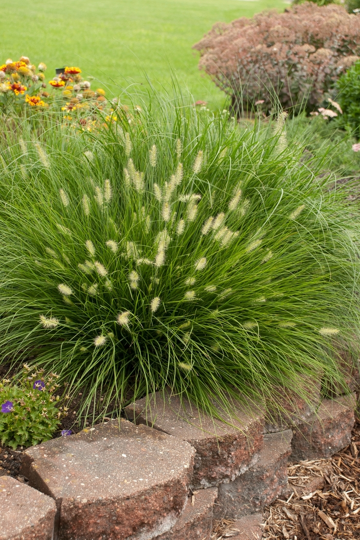 'Little Bunny' Miniature Fountain Grass - Pennisetum alopecuroides from 93 Nursery and Landscape Supply