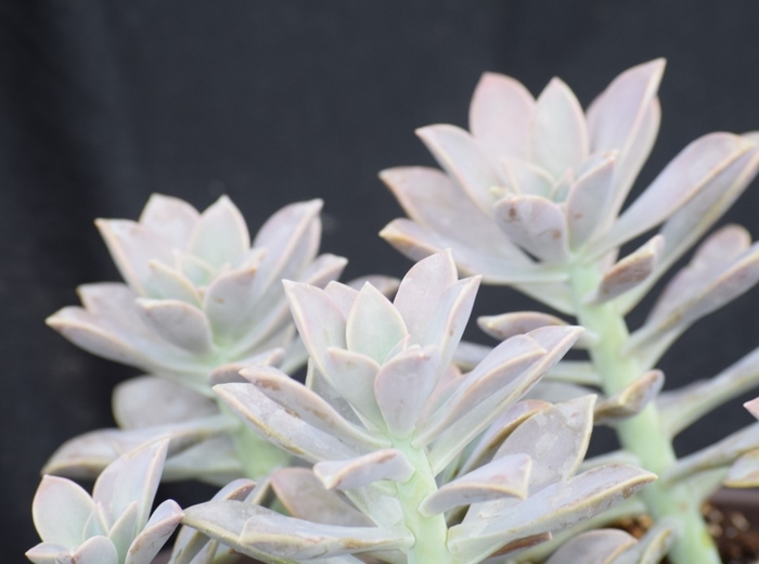 Ghost Plant - Graptopetalum parguyense from 93 Nursery and Landscape Supply