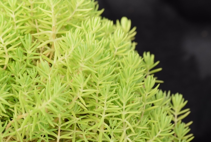 Lemon Ball Sedum - Sedum rupestre from 93 Nursery and Landscape Supply