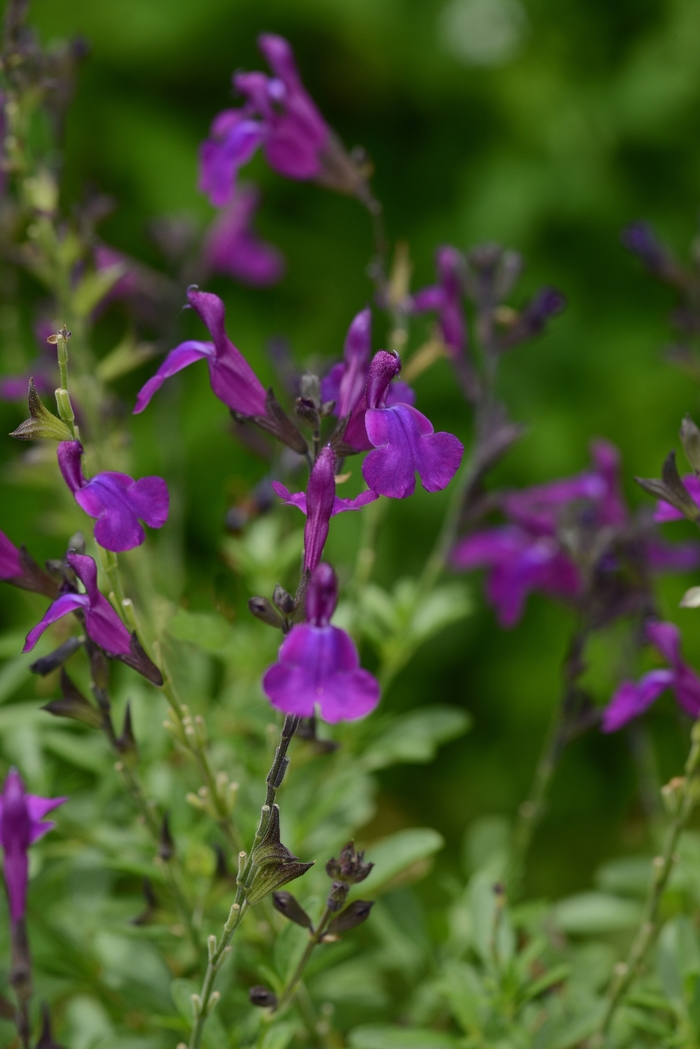 Mirage™ 'Deep Purple' - Salvia greggii (Sage) from 93 Nursery and Landscape Supply