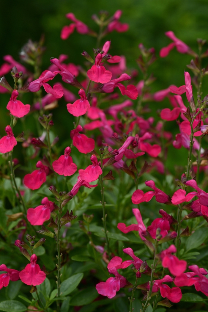 Mirage™ 'Hot Pink' - Salvia greggii (Sage) from 93 Nursery and Landscape Supply