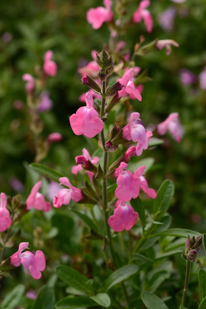 Mirage™ 'Pink' - Salvia greggii (Sage) from 93 Nursery and Landscape Supply