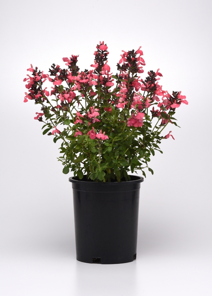 Mirage™ 'Salmon' - Salvia greggii (Sage) from 93 Nursery and Landscape Supply
