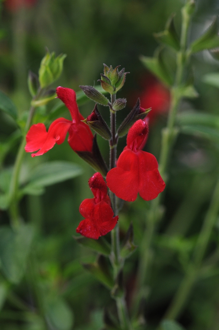 'Radio Red' Autumn Sage - Salvia greggii from 93 Nursery and Landscape Supply