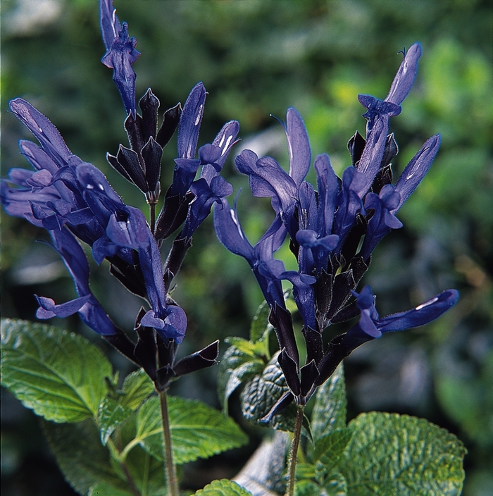 'Black and Blue' Sage - Salvia guaranitica from 93 Nursery and Landscape Supply