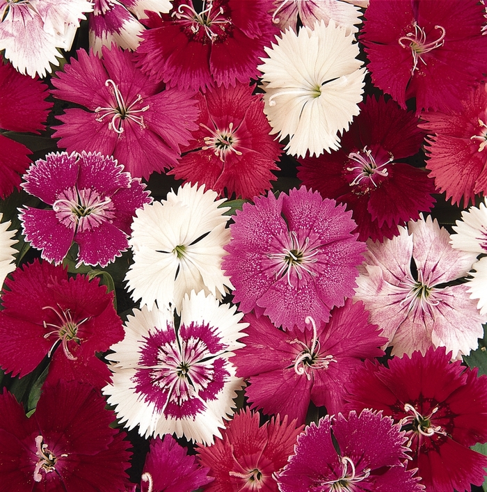 Dianthus - Dianthus from 93 Nursery and Landscape Supply
