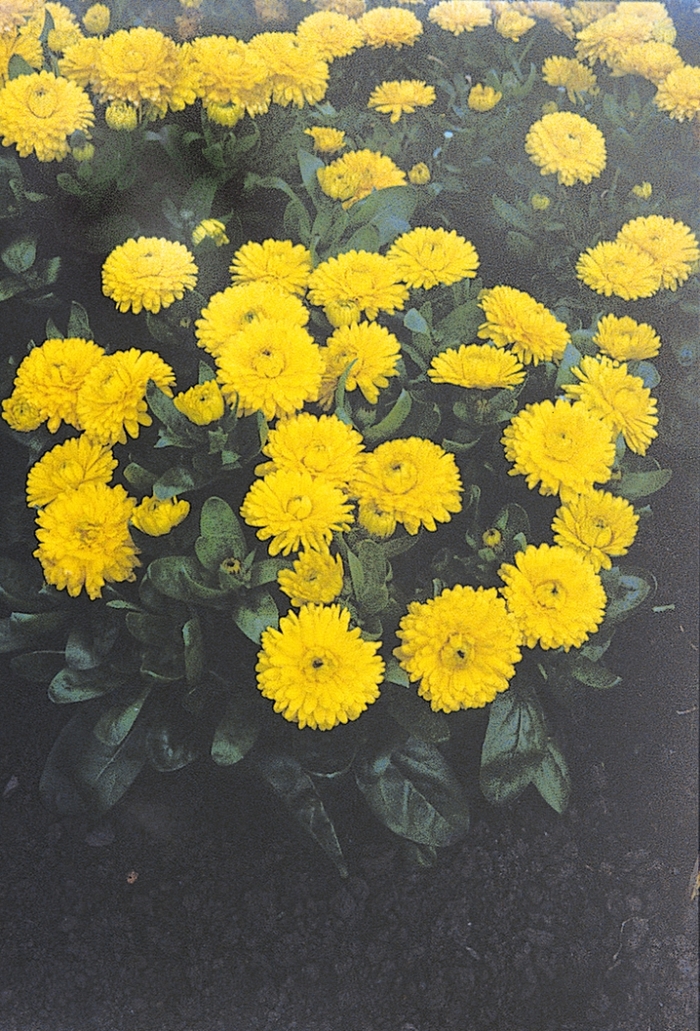 'Bon Bon' Pot Marigold - Calendula officinalis from 93 Nursery and Landscape Supply