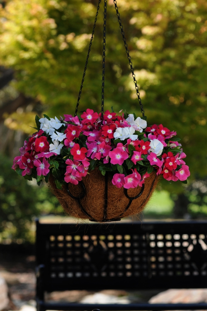 Vinca - Catharanthus roseus (Annual Vinca; Periwinkle) from 93 Nursery and Landscape Supply