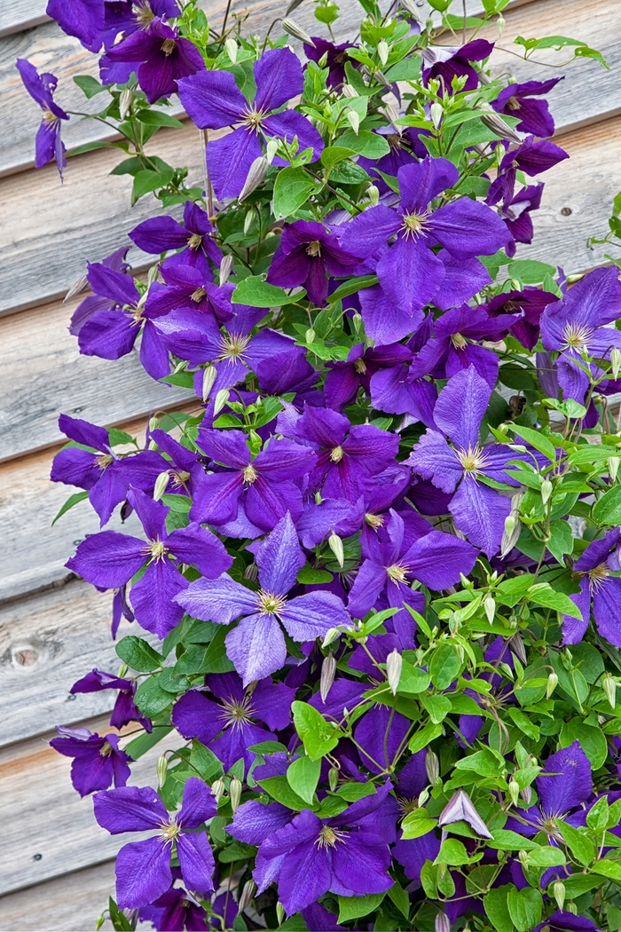 'Jackmanii' - Clematis from 93 Nursery and Landscape Supply