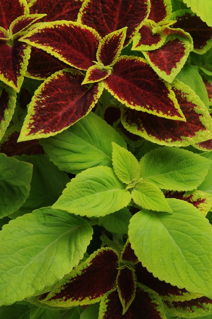 Sun Coleus Mix - coleus scutellarioides from 93 Nursery and Landscape Supply