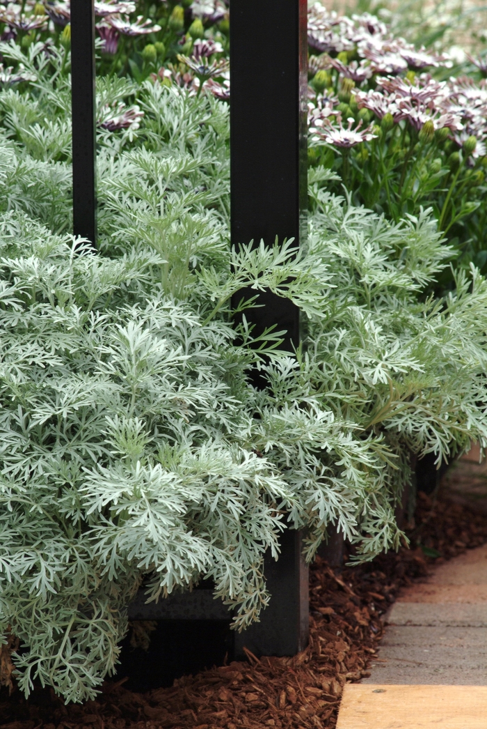 'Powis Castle' Wormwood - Artemisia from 93 Nursery and Landscape Supply