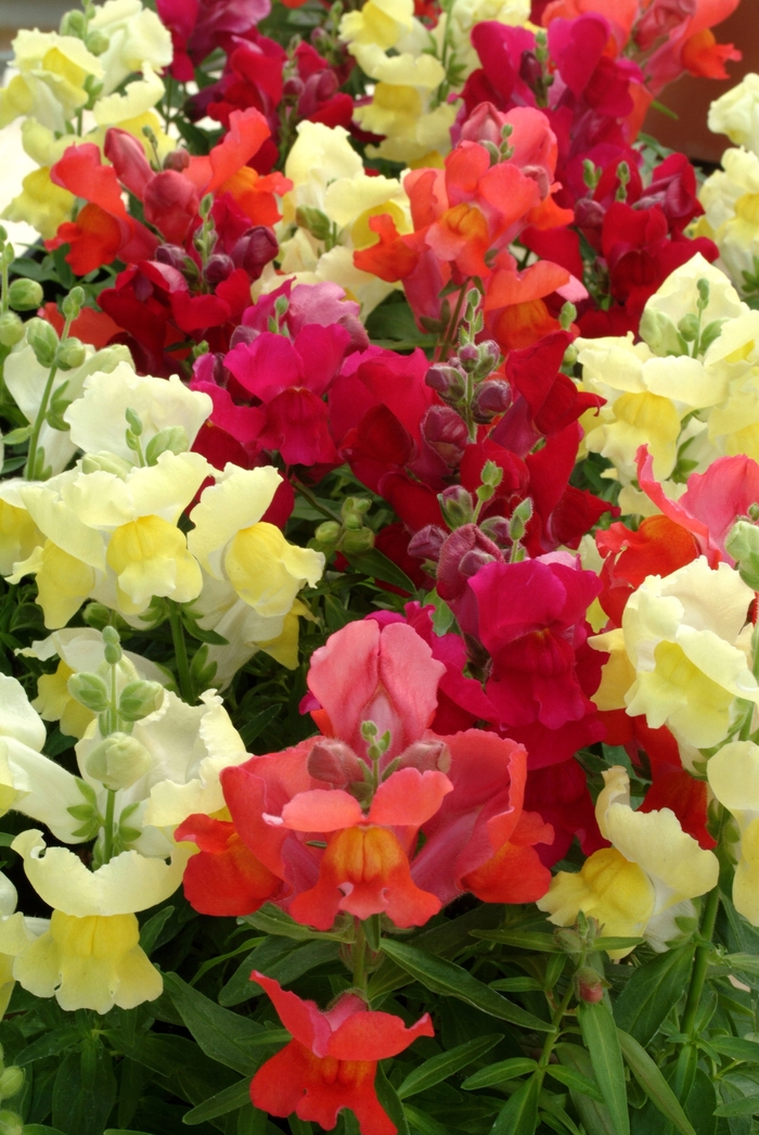 Snapshot™ 'Autumn Mix' - Antirrhinum majus (Snapdragon) from 93 Nursery and Landscape Supply