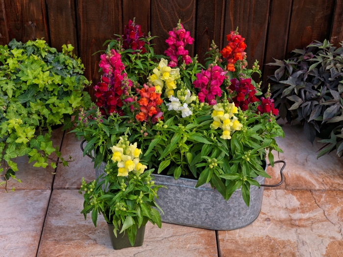 Candy Tops 'Mix' - Antirrhinum (Snapdragon) from 93 Nursery and Landscape Supply