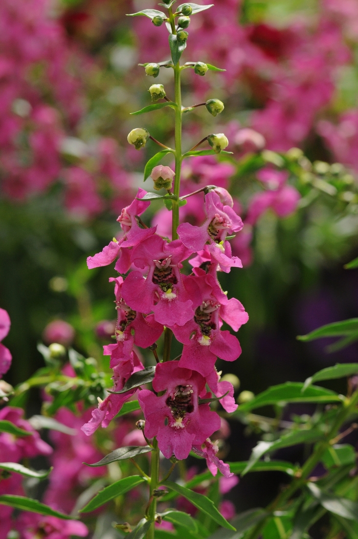 Archangel™ Raspberry - Angelonia angustifolia from 93 Nursery and Landscape Supply
