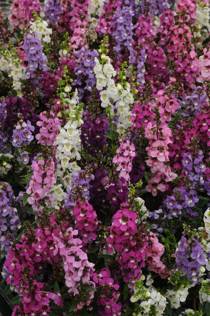 Snapdragon - Angelonia angustifolia (Summer Snapdragon) from 93 Nursery and Landscape Supply