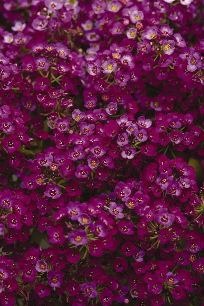 Clear Crystal® 'Purple Shades' - Lobularia maritima (Alyssum, Sweet Alyssum) from 93 Nursery and Landscape Supply