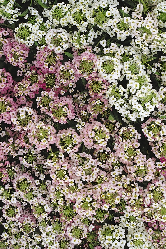 'Easter Bonnet Mix' - Lobularia maritima (Sweet Alyssum) from 93 Nursery and Landscape Supply