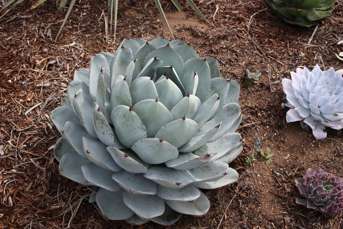 Agave Parryi - 'Truncata' Artichoke Agave from 93 Nursery and Landscape Supply