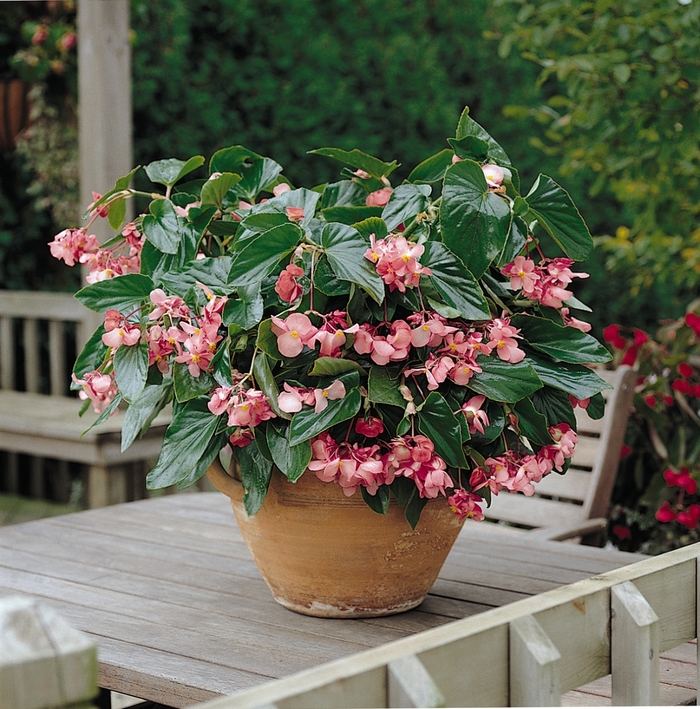 Dragon Wing - Begonia from 93 Nursery and Landscape Supply