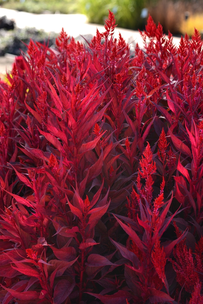 'Dragon's Breath' Celosia - Celosia argentea pulmosa from 93 Nursery and Landscape Supply