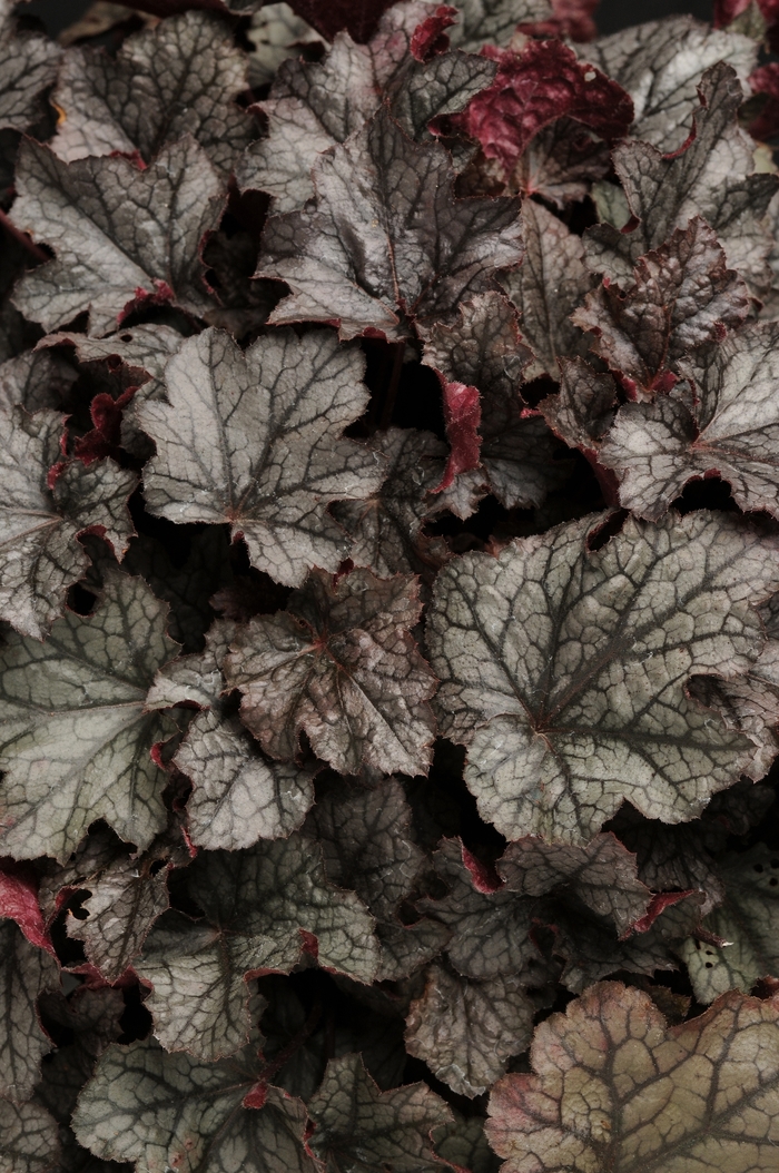 'Plum Pudding' Coral Bells - Heuchera from 93 Nursery and Landscape Supply