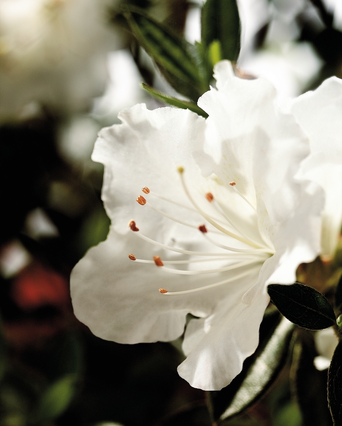 Encore® 'Autumn Angel®' - Rhododendron (Azalea) from 93 Nursery and Landscape Supply