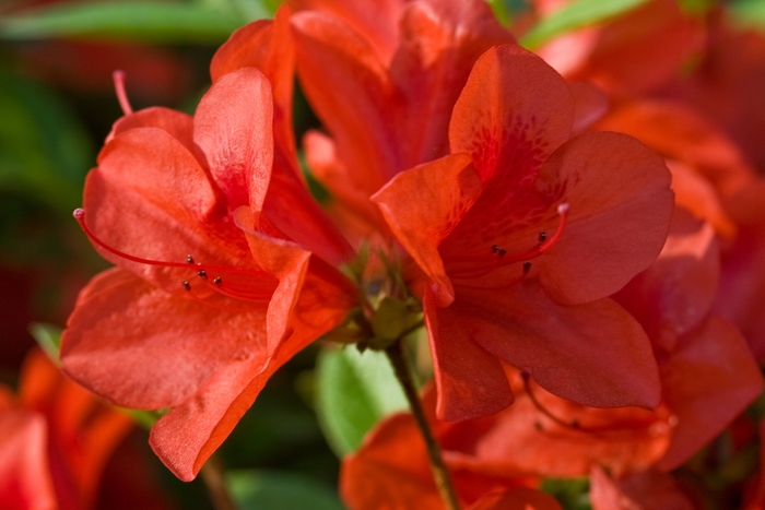'Red Ruffle' Azalea - Rhododendron (Azalea) from 93 Nursery and Landscape Supply