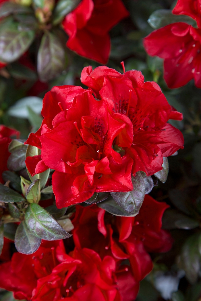 Encore&reg; 'Autumn Fire&reg;' - Rhododendron (Azalea) from 93 Nursery and Landscape Supply