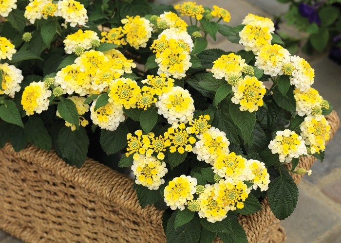 Bandana® 'Lemon Zest' - Lantana camara from 93 Nursery and Landscape Supply