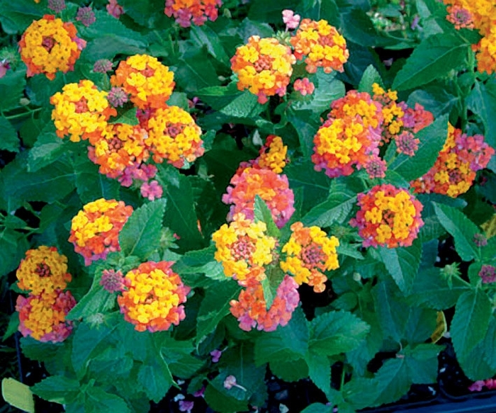 Bandana® 'Cherry Sunrise' - Lantana camara from 93 Nursery and Landscape Supply