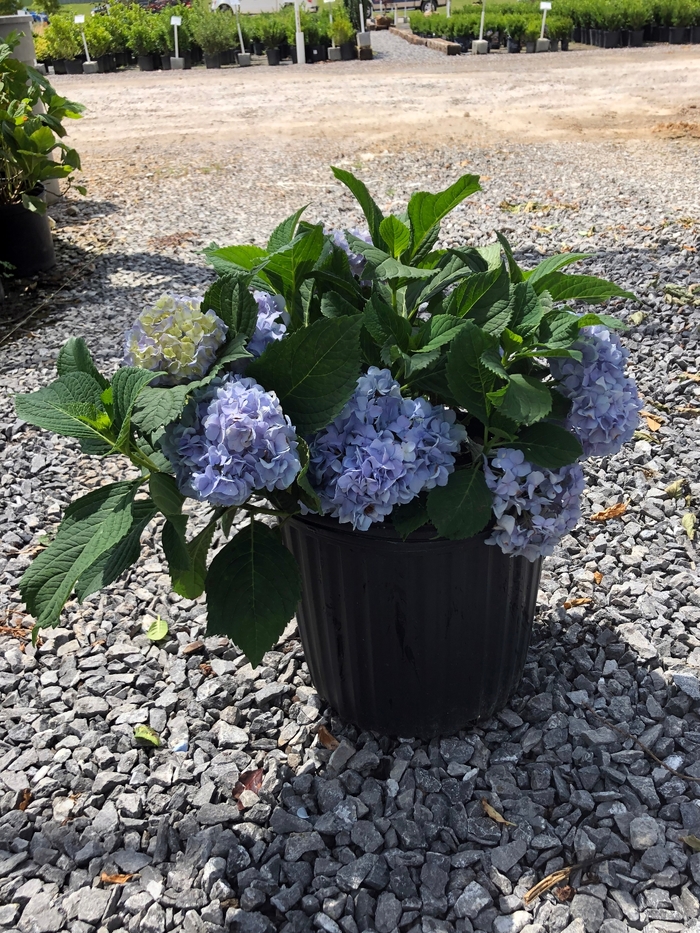 'Nikko Blue' Bigleaf Hydrangea - Hydrangea macrophylla from 93 Nursery and Landscape Supply