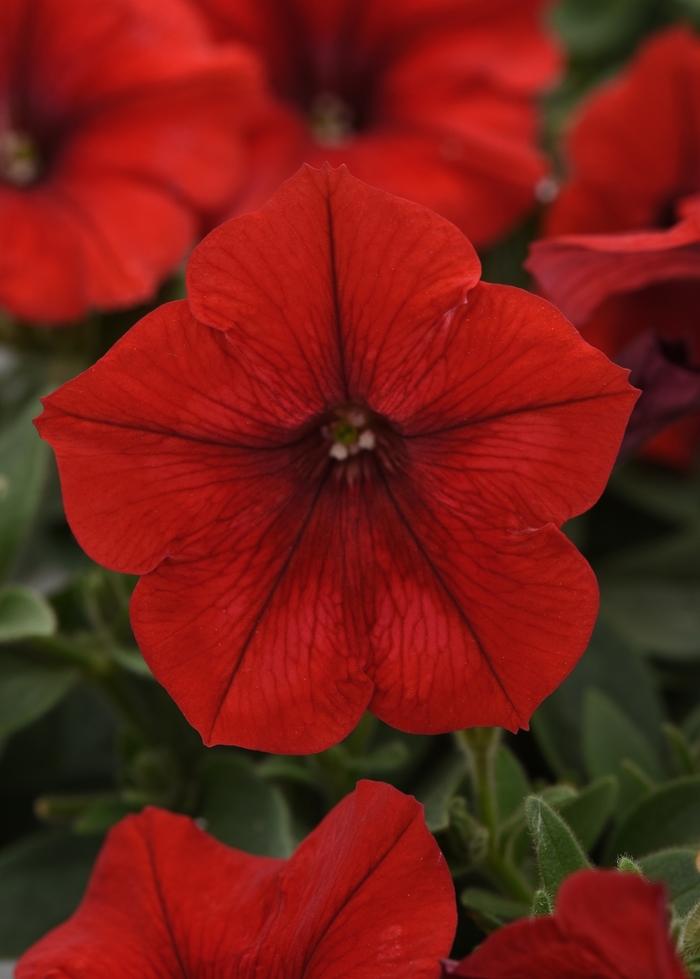 Easy Wave® 'Red' - Petunia from 93 Nursery and Landscape Supply