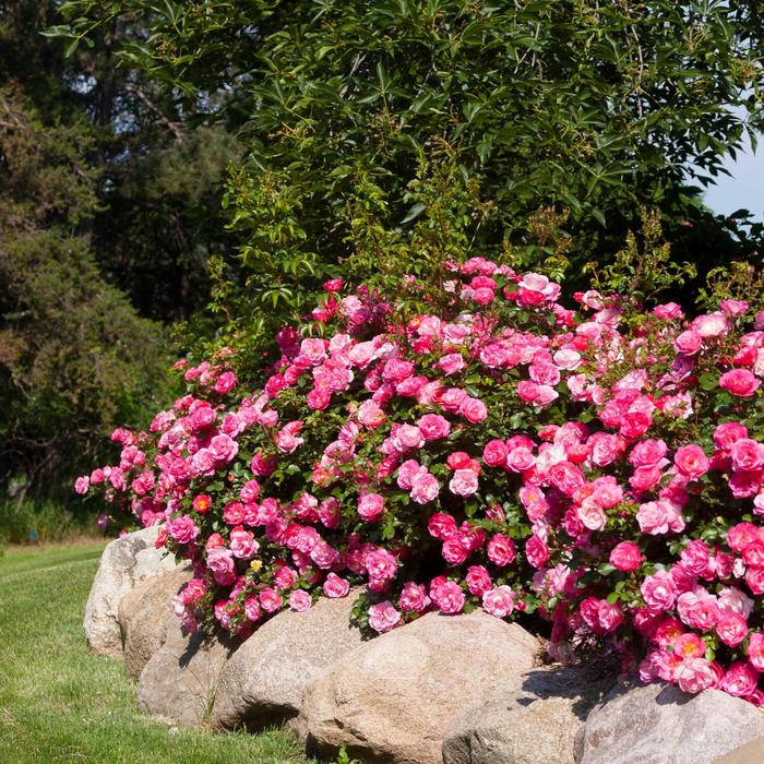 Easy Elegance® Sunrise Sunset - Rosa (Rose) from 93 Nursery and Landscape Supply