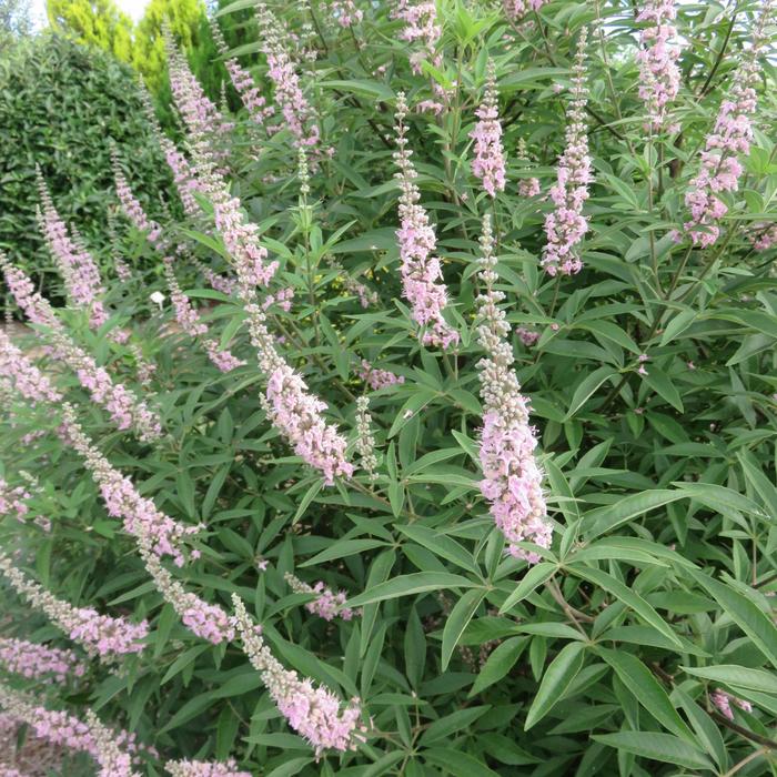 Galactic Pink® Chastetree - Vitex agnus-castus from 93 Nursery and Landscape Supply