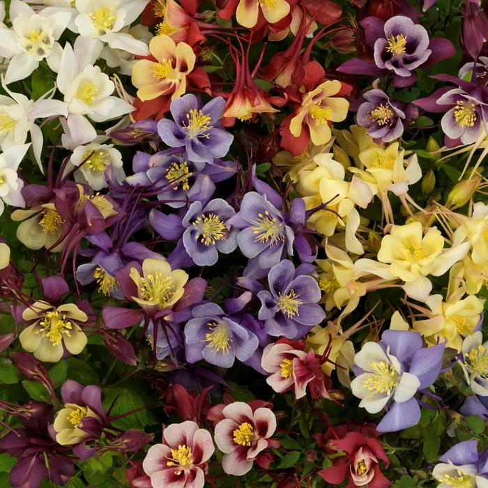 Earlybird&trade; Mix - Aquilegia caerulea (Columbine) from 93 Nursery and Landscape Supply
