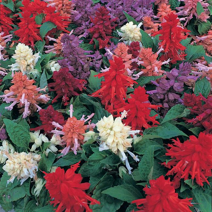 Sizzler&trade; 'Mix' - Salvia splendens from 93 Nursery and Landscape Supply