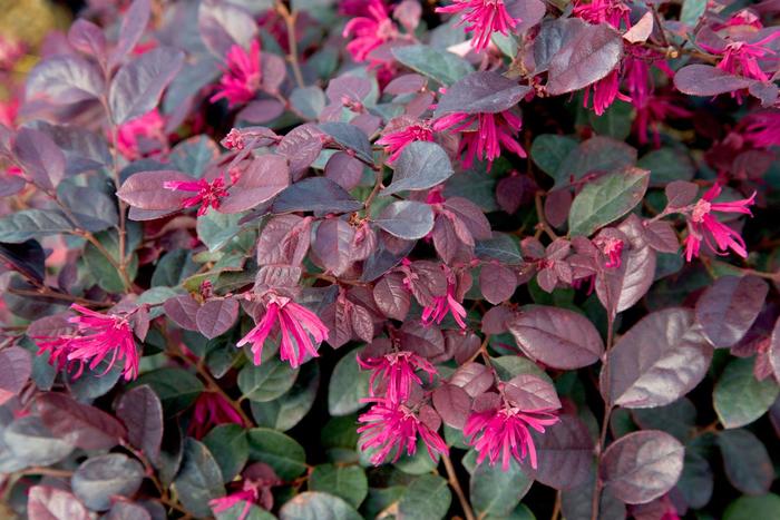 'Purple Diamond' Chinese Fringe-Flower - Loropetalum chinense from 93 Nursery and Landscape Supply