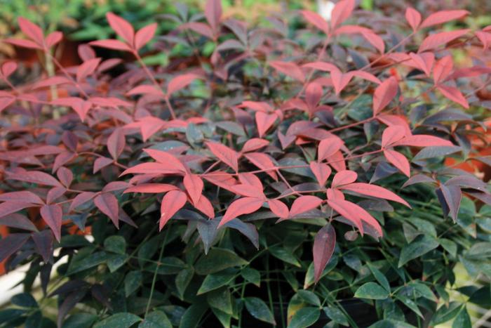 Nandina 'Flirt' - Heavenly Bamboo from 93 Nursery and Landscape Supply