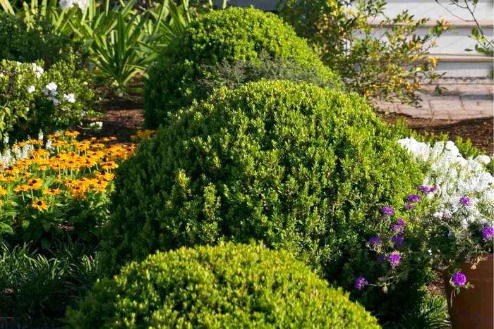 'Baby Gem™' Boxwood - Buxus microphylla var japonica from 93 Nursery and Landscape Supply